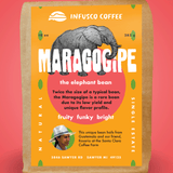 Maragogipe (Elephant Bean)