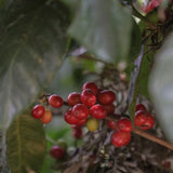 Guatemala Alejandro Reynoso