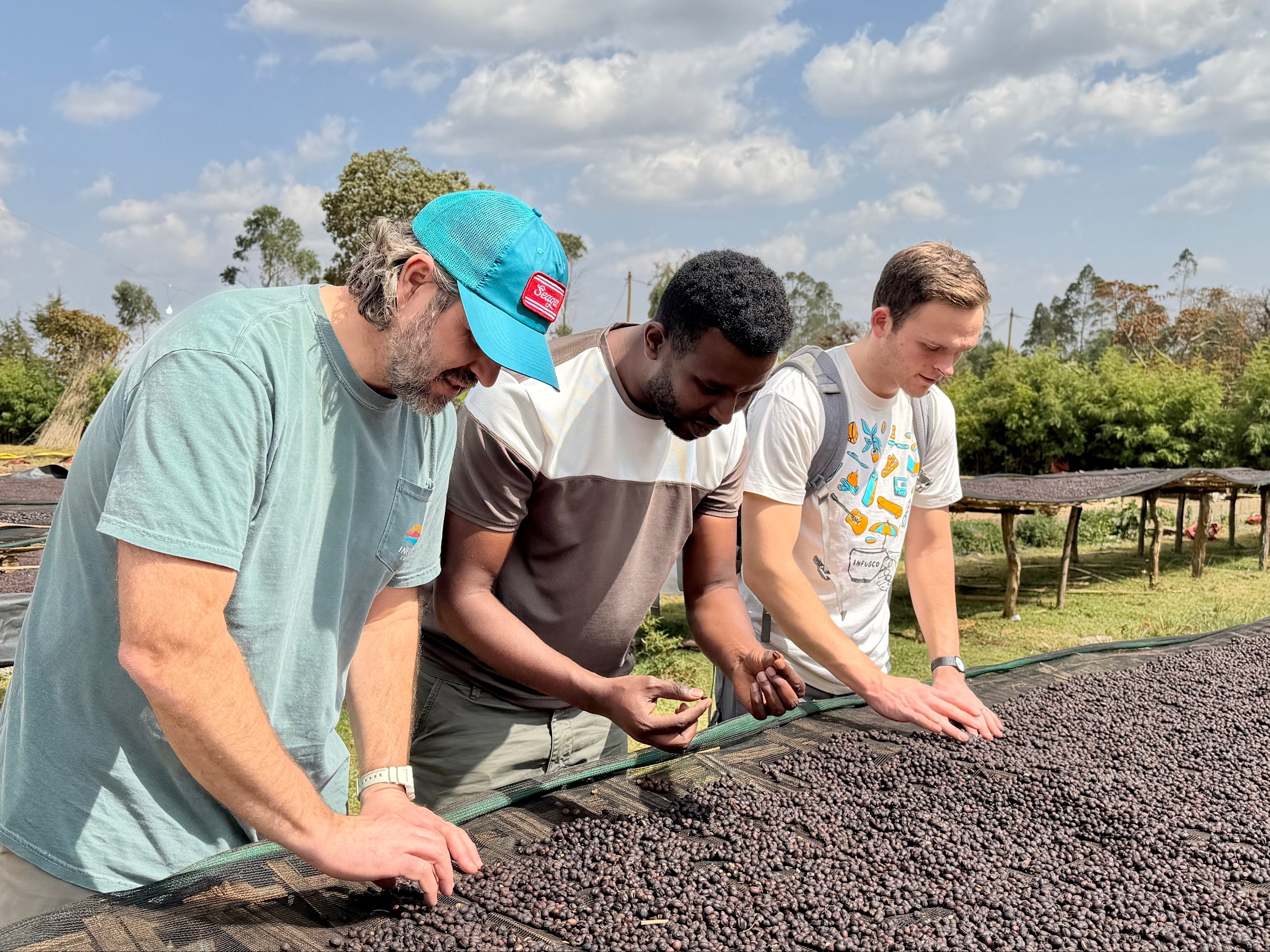 Three men examining coffee beans spread out on a surface outdoors under a blue sky with clouds.