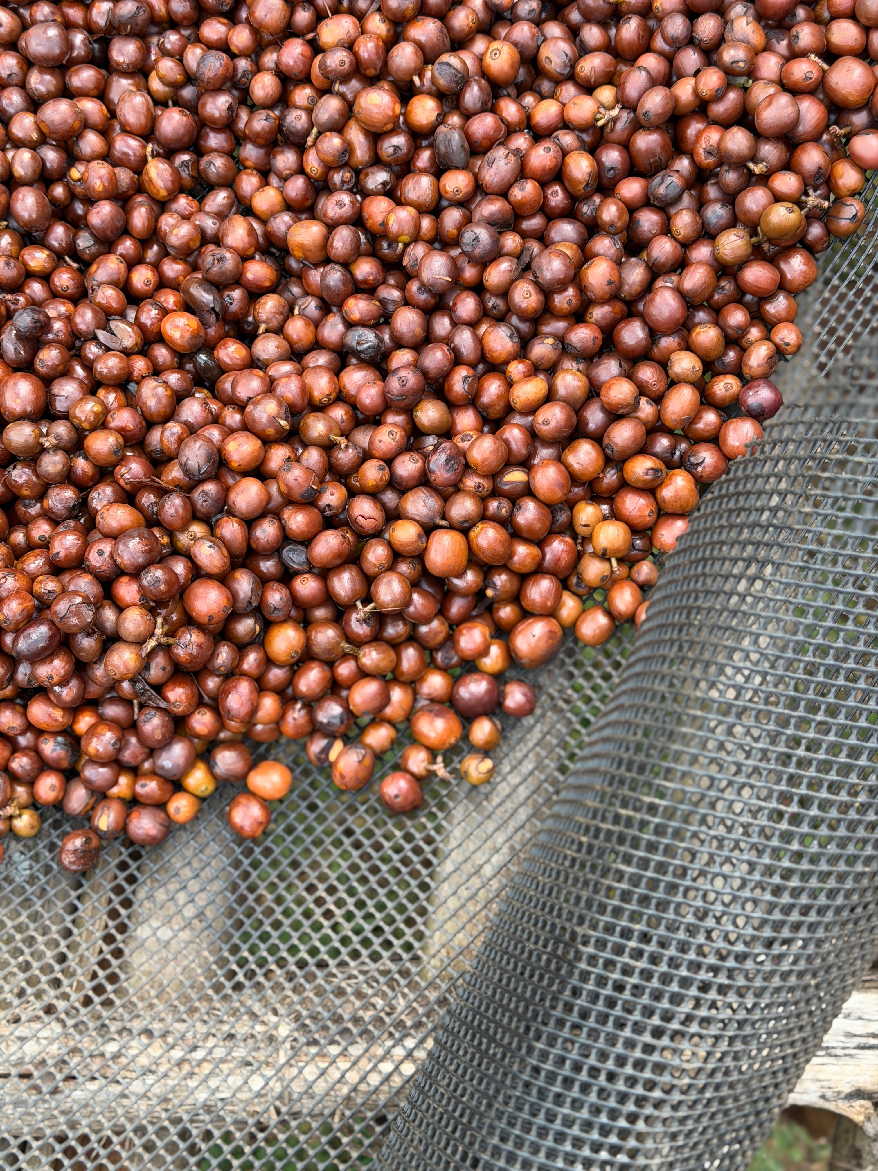 Close-up of coffee beans on a mesh screen