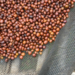 Close-up of coffee beans on a mesh screen