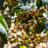 Maragogipe (Elephant Bean)